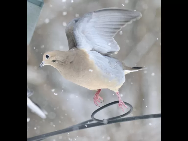 A blue jay in Framingham, photographed by Steve Forman.