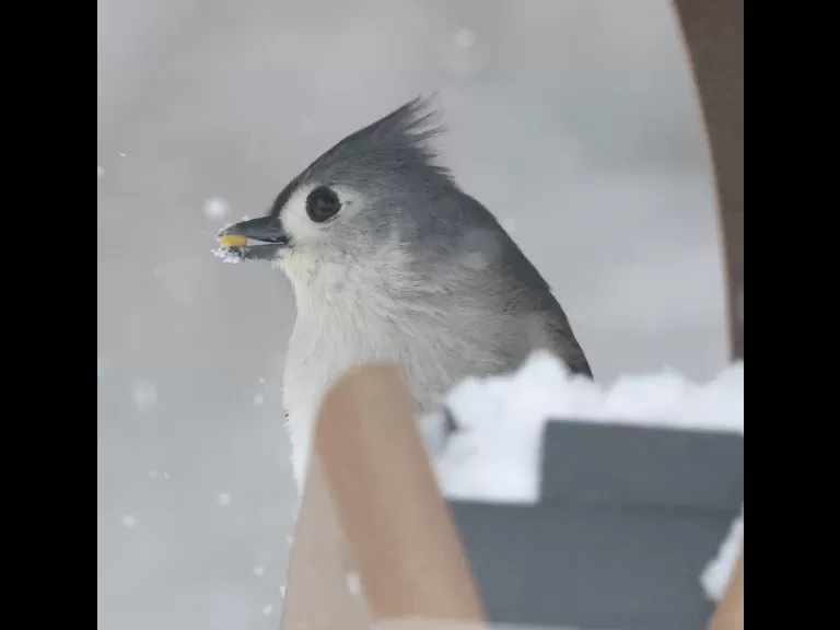 A blue jay in Framingham, photographed by Steve Forman.