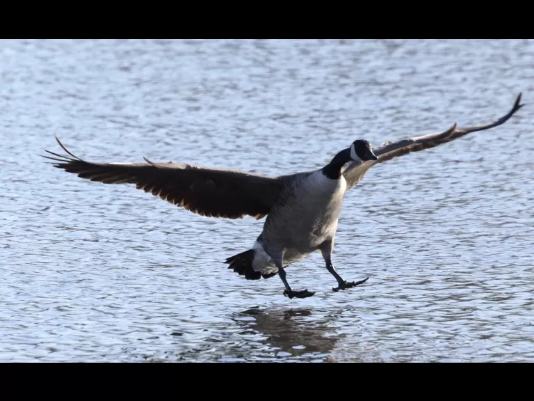 A Canada goose at Hager Pond in Marlborough, photographed by Steve Forman.