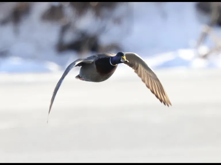 A Canada goose at Hager Pond in Marlborough, photographed by Steve Forman.
