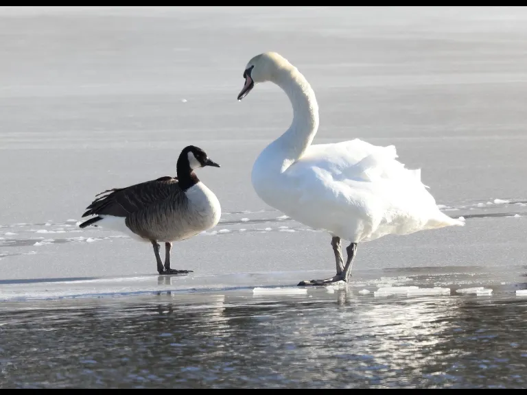 A Canada goose at Hager Pond in Marlborough, photographed by Steve Forman.
