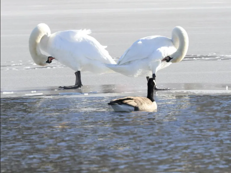 A Canada goose at Hager Pond in Marlborough, photographed by Steve Forman.