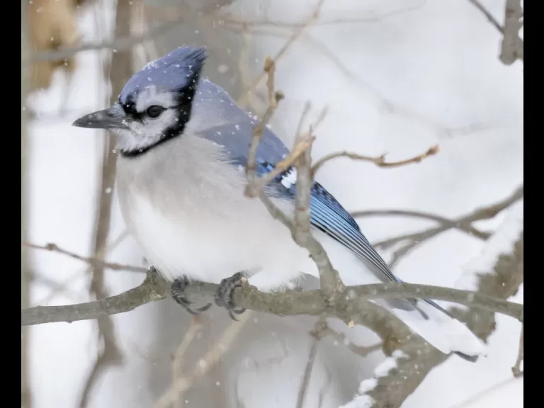 A blue jay in Framingham, photographed by Steve Forman.