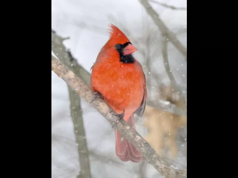 A blue jay in Framingham, photographed by Steve Forman.