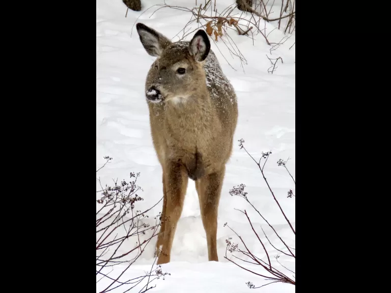 A blue jay in Framingham, photographed by Steve Forman.