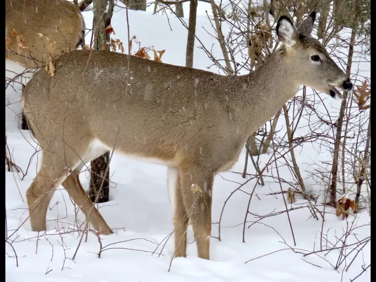 A blue jay in Framingham, photographed by Steve Forman.