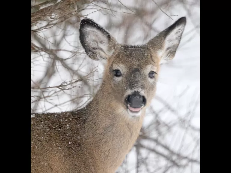 A blue jay in Framingham, photographed by Steve Forman.
