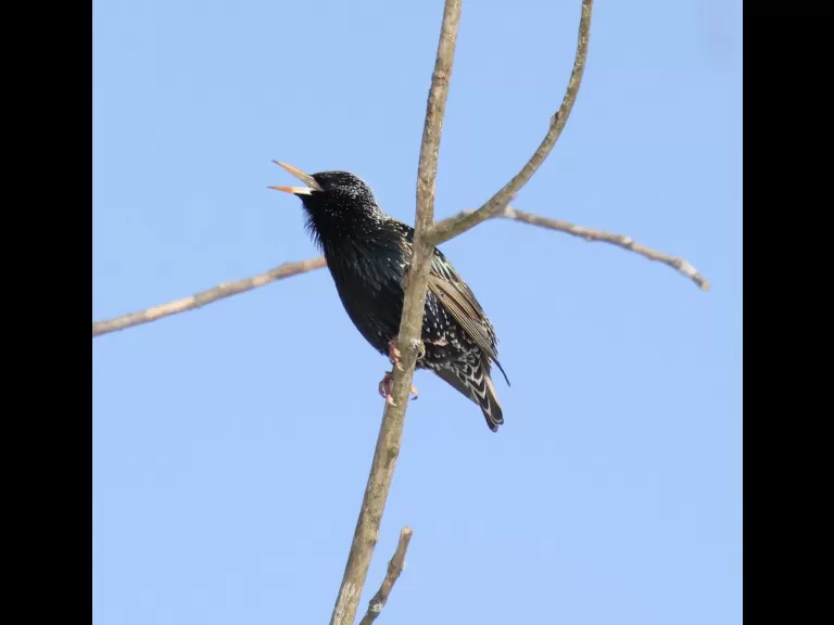 A European starling at Breakneck Hill Conservation Land in Southborough, photographed by Steve Forman.