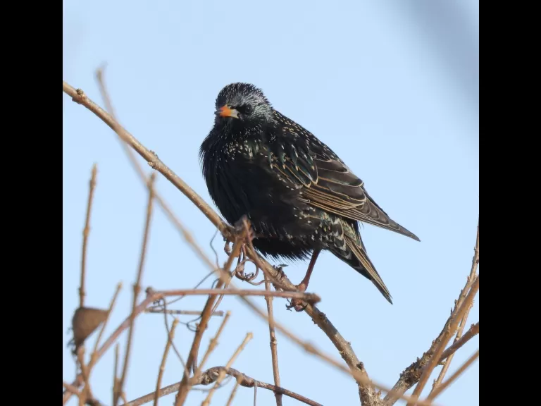 A European starling at Breakneck Hill Conservation Land in Southborough, photographed by Steve Forman.