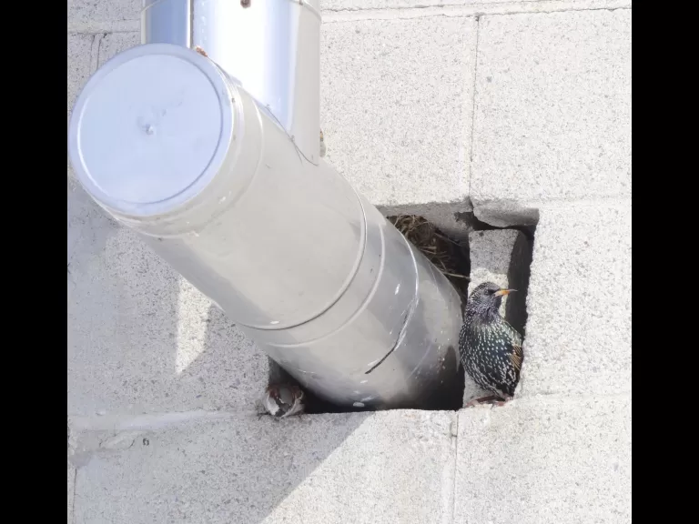 A European starling at Breakneck Hill Conservation Land in Southborough, photographed by Steve Forman.