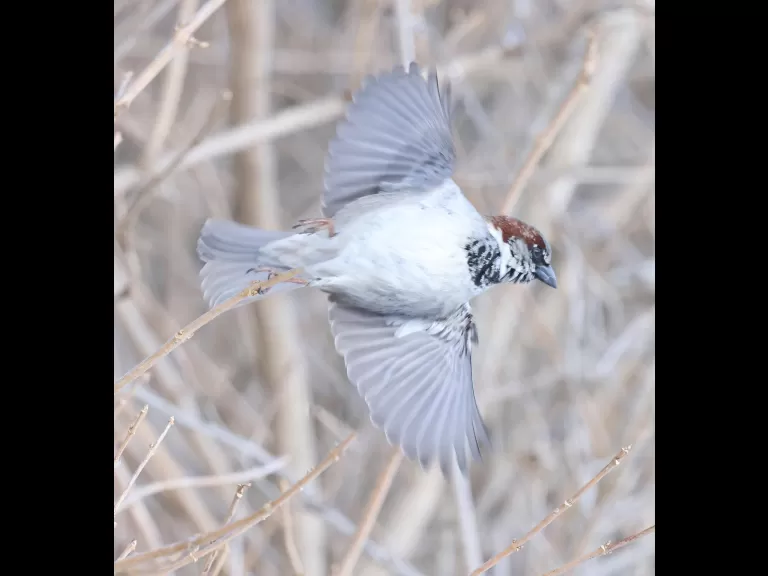 A European starling at Breakneck Hill Conservation Land in Southborough, photographed by Steve Forman.