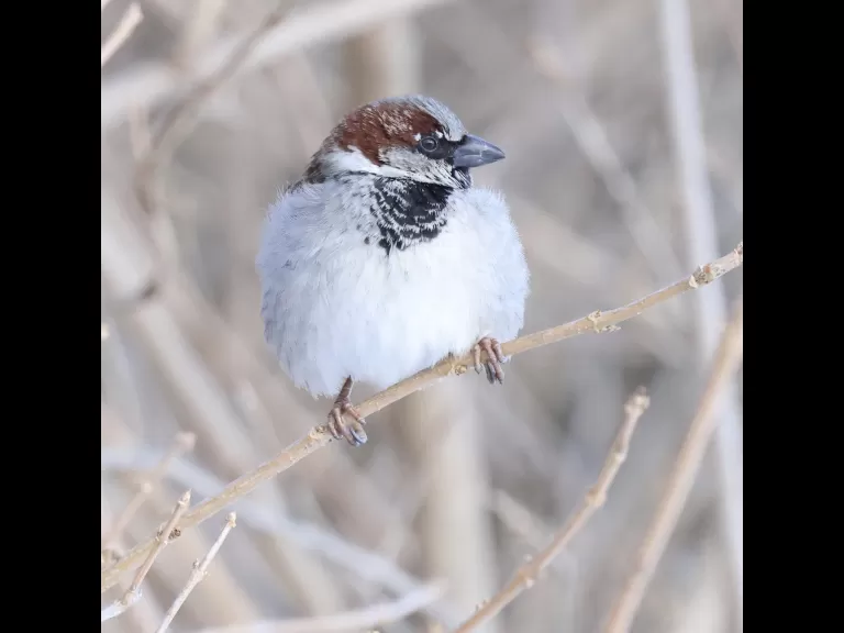 A European starling at Breakneck Hill Conservation Land in Southborough, photographed by Steve Forman.