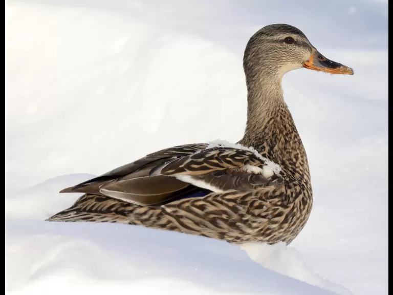 A Canada goose at Hager Pond in Marlborough, photographed by Steve Forman.
