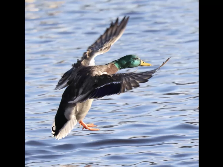 A Canada goose at Hager Pond in Marlborough, photographed by Steve Forman.