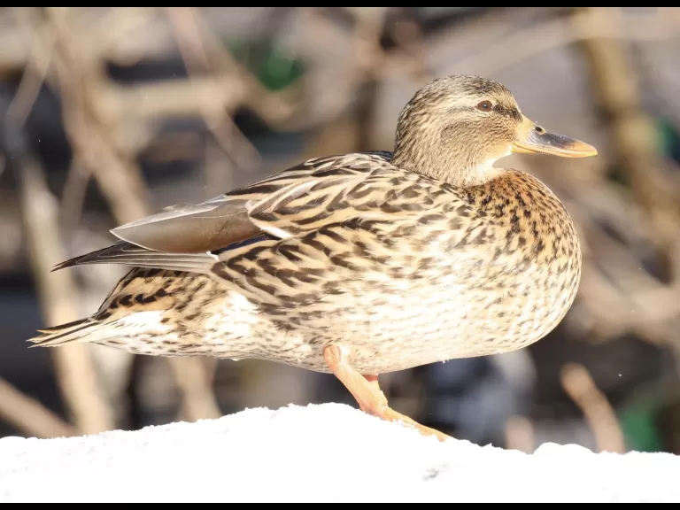 A Canada goose at Hager Pond in Marlborough, photographed by Steve Forman.