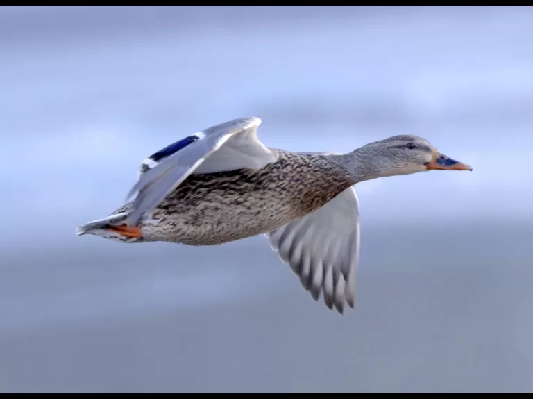 A Canada goose at Hager Pond in Marlborough, photographed by Steve Forman.