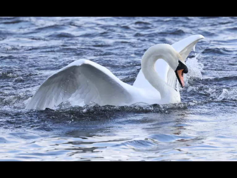 A Canada goose at Hager Pond in Marlborough, photographed by Steve Forman.