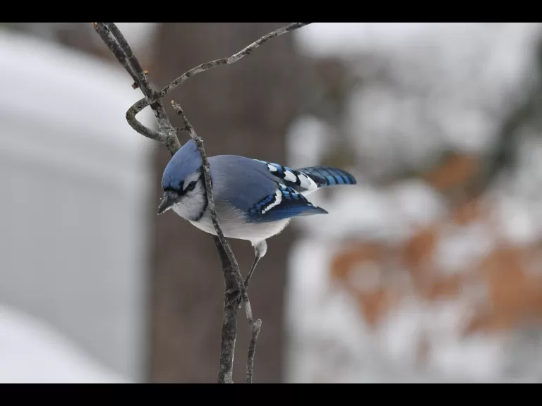 A blue jay in Maynard, photographed by Gail Sartori.