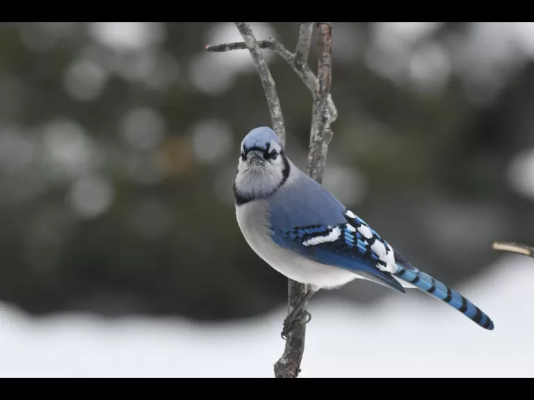 A blue jay in Maynard, photographed by Gail Sartori.