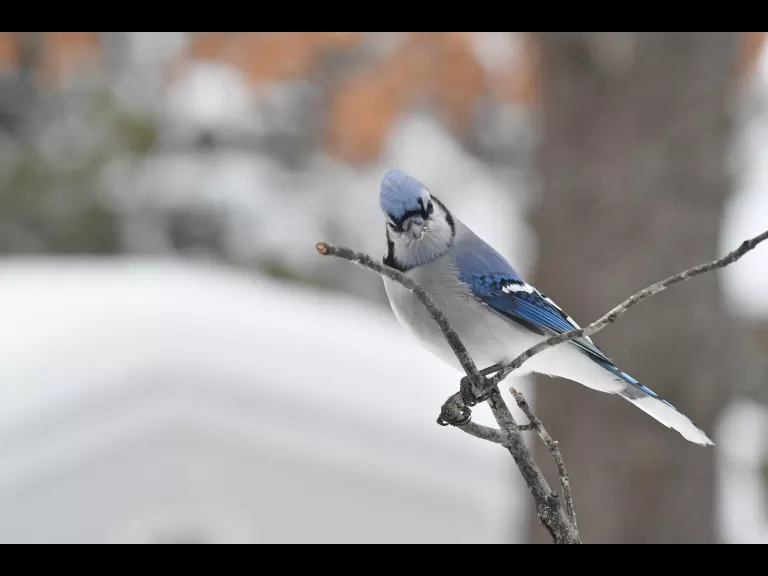 A blue jay in Maynard, photographed by Gail Sartori.