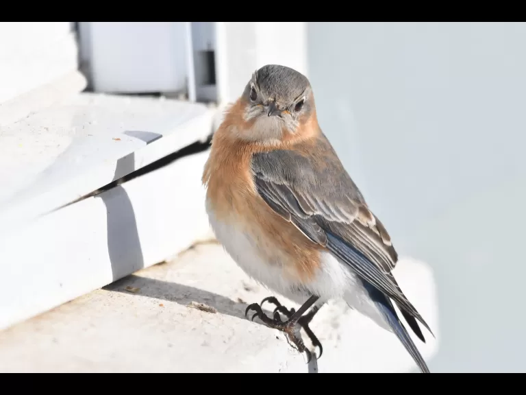 A blue jay in Maynard, photographed by Gail Sartori.