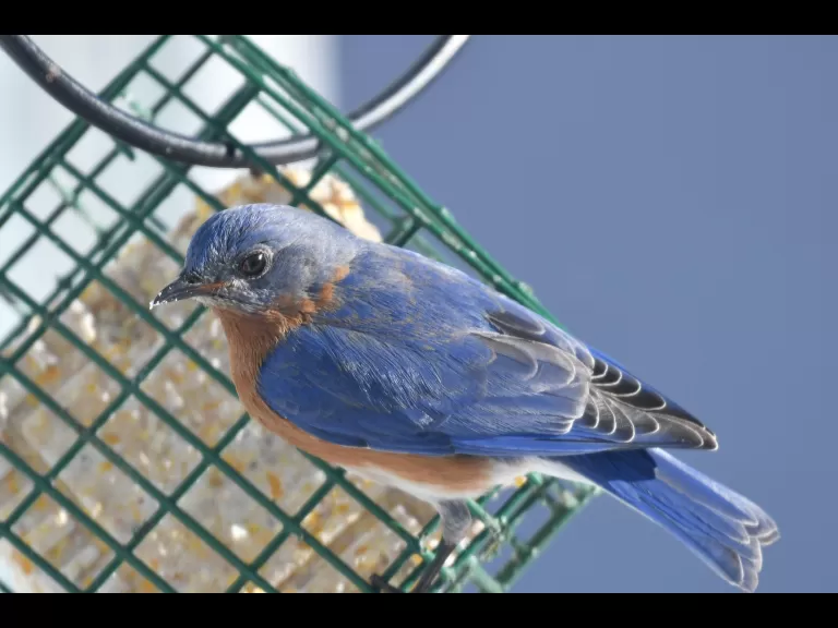 A blue jay in Maynard, photographed by Gail Sartori.
