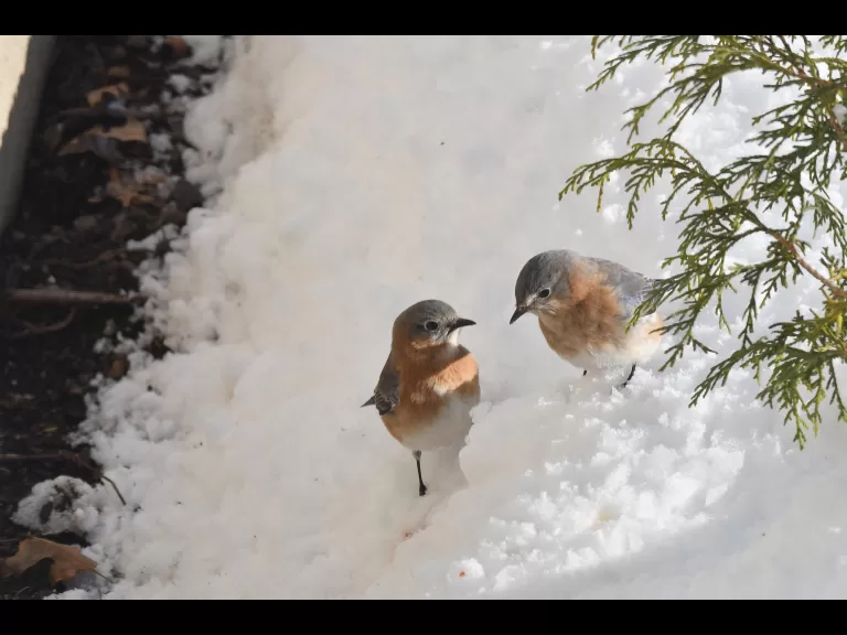 A blue jay in Maynard, photographed by Gail Sartori.