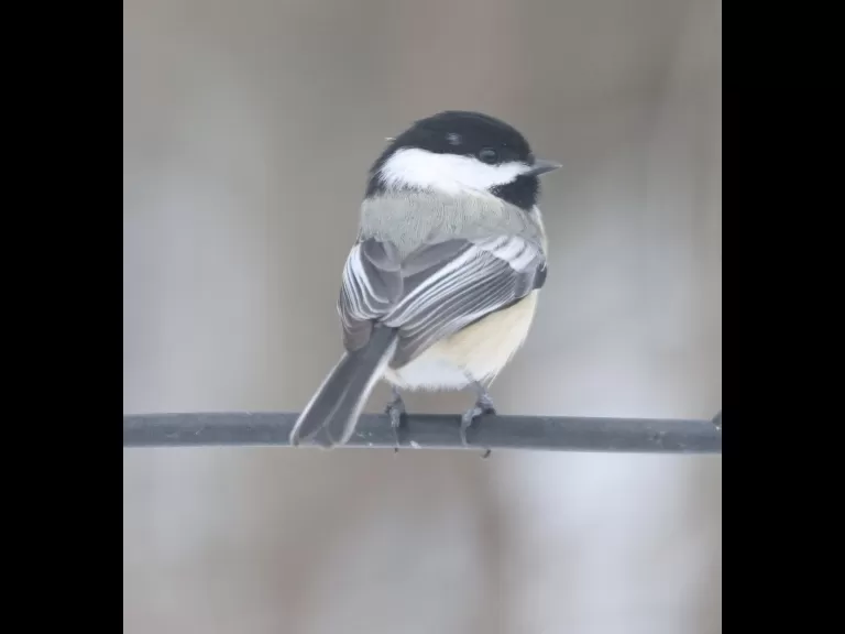 A black-capped chickadee in Framingham, photographed by Steve Forman.