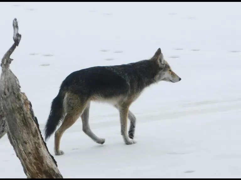 A coyote in Lincoln, photographed by Ron McAdow.
