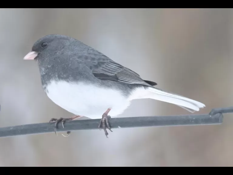 A black-capped chickadee in Framingham, photographed by Steve Forman.