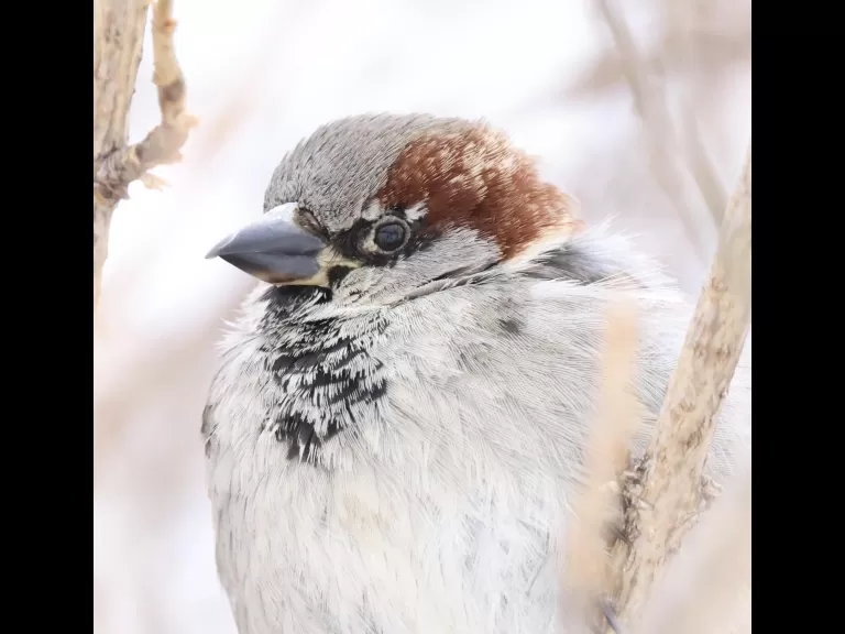 A European starling at Breakneck Hill Conservation Land in Southborough, photographed by Steve Forman.