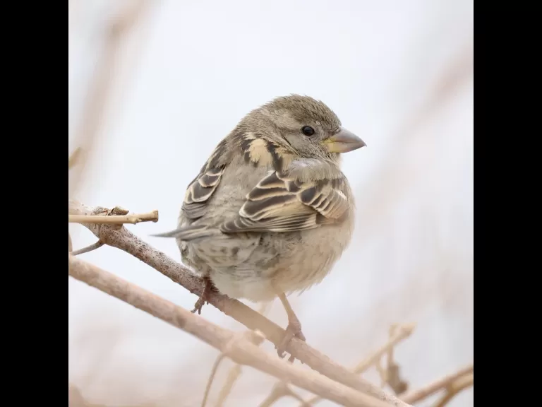 A European starling at Breakneck Hill Conservation Land in Southborough, photographed by Steve Forman.