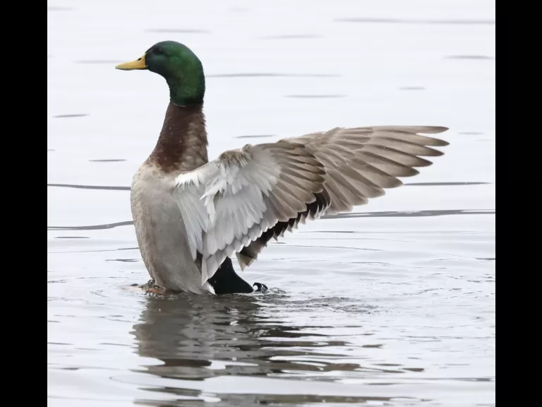 A Canada goose at Hager Pond in Marlborough, photographed by Steve Forman.