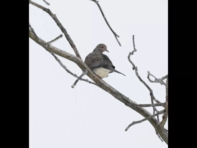 A European starling at Breakneck Hill Conservation Land in Southborough, photographed by Steve Forman.
