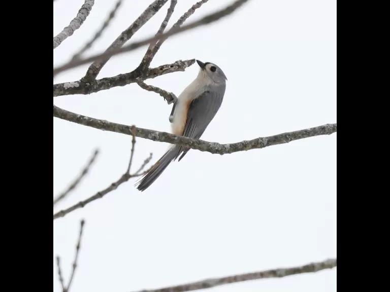 A European starling at Breakneck Hill Conservation Land in Southborough, photographed by Steve Forman.