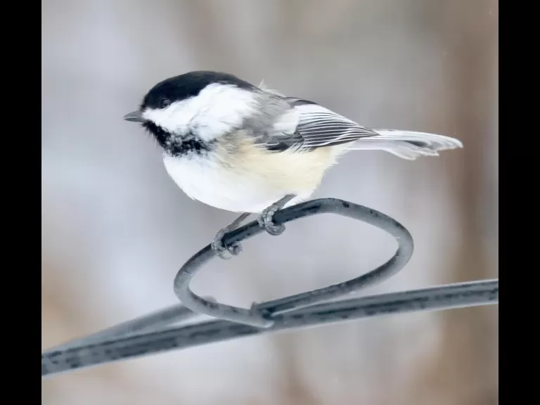 A black-capped chickadee in Framingham, photographed by Steve Forman.