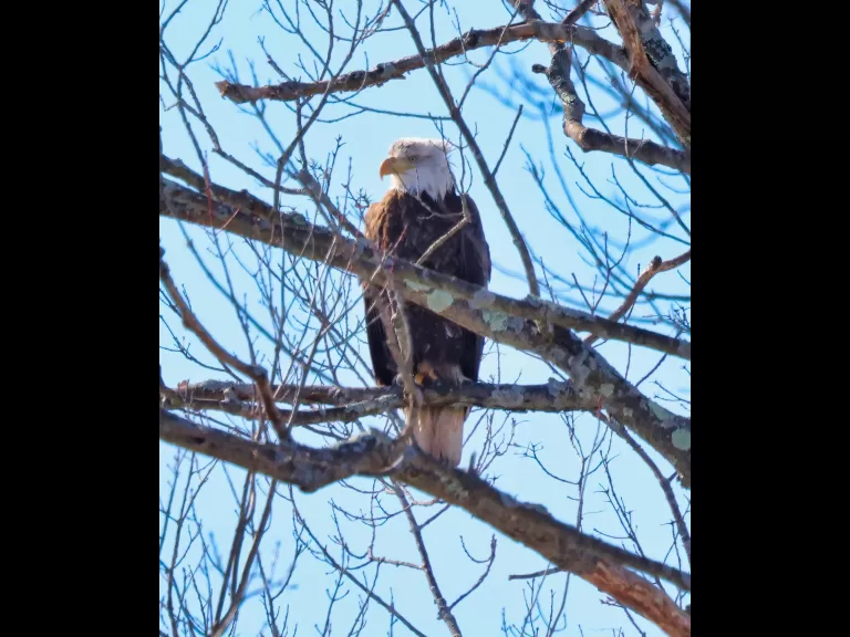 A bald eagle at Hager Pond in Marlborough, photographed by Steve Forman.