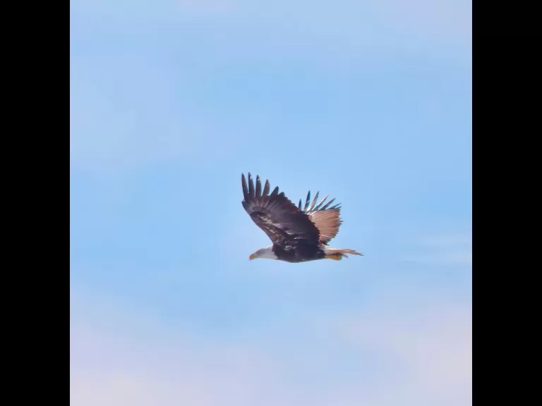 A bald eagle at Hager Pond in Marlborough, photographed by Steve Forman.