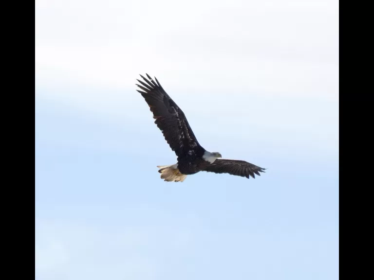 A bald eagle at Hager Pond in Marlborough, photographed by Steve Forman.