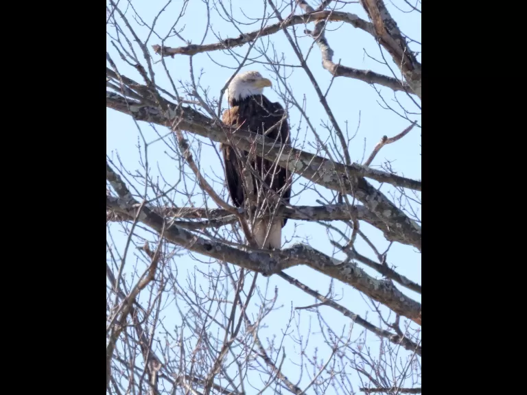 A bald eagle at Hager Pond in Marlborough, photographed by Steve Forman.