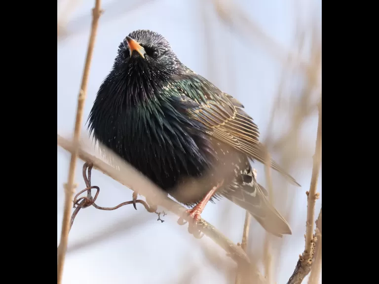 A European starling at Breakneck Hill Conservation Land in Southborough, photographed by Steve Forman.