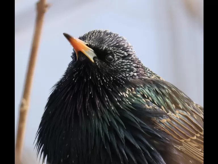 A European starling at Breakneck Hill Conservation Land in Southborough, photographed by Steve Forman.