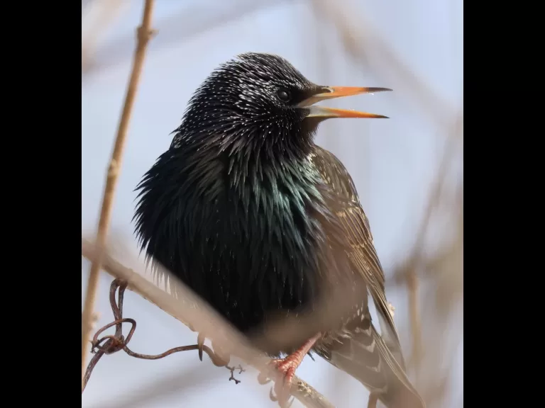 A European starling at Breakneck Hill Conservation Land in Southborough, photographed by Steve Forman.