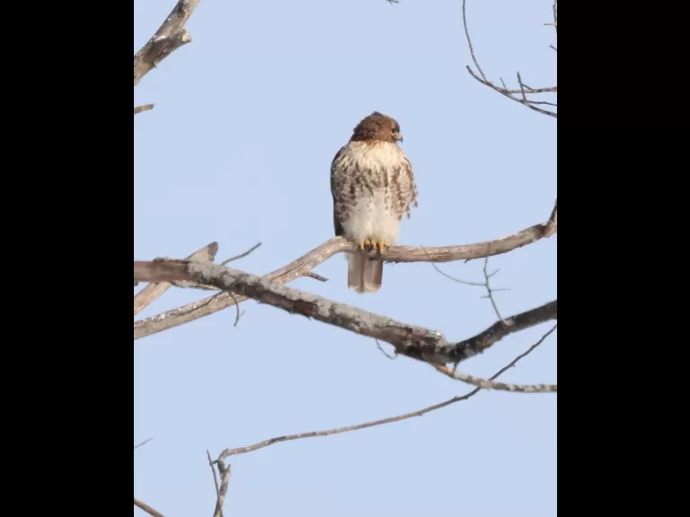 A red-tailed hawk at Breakneck Hill Conservation Land in Southborough, photographed by Steve Forman.