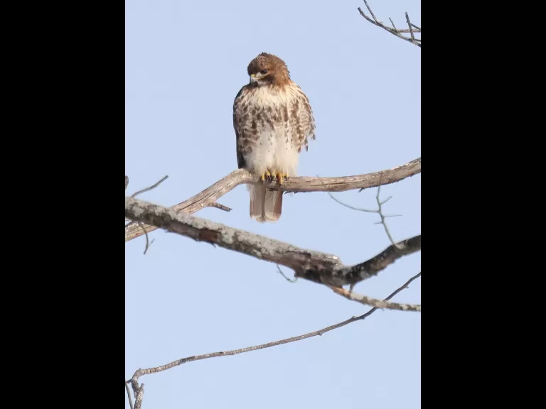 A red-tailed hawk at Breakneck Hill Conservation Land in Southborough, photographed by Steve Forman.