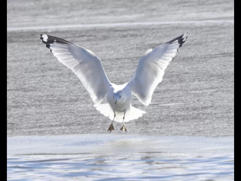 An American crow at Hager Pond in Marlborough, photographed by Steve Forman.