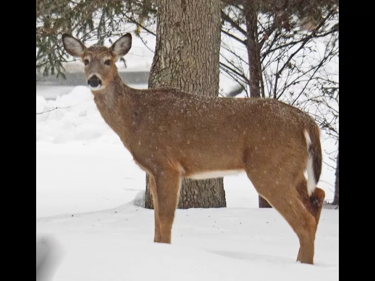 A white-tailed deer in Framingham, photographed by Joan Chasan.