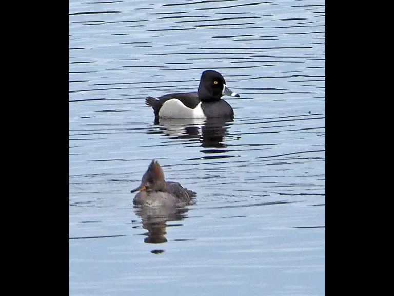A hooded merganser (front) and a ring-necked duck (back) in Wayland, photographed by Joan Chasan.