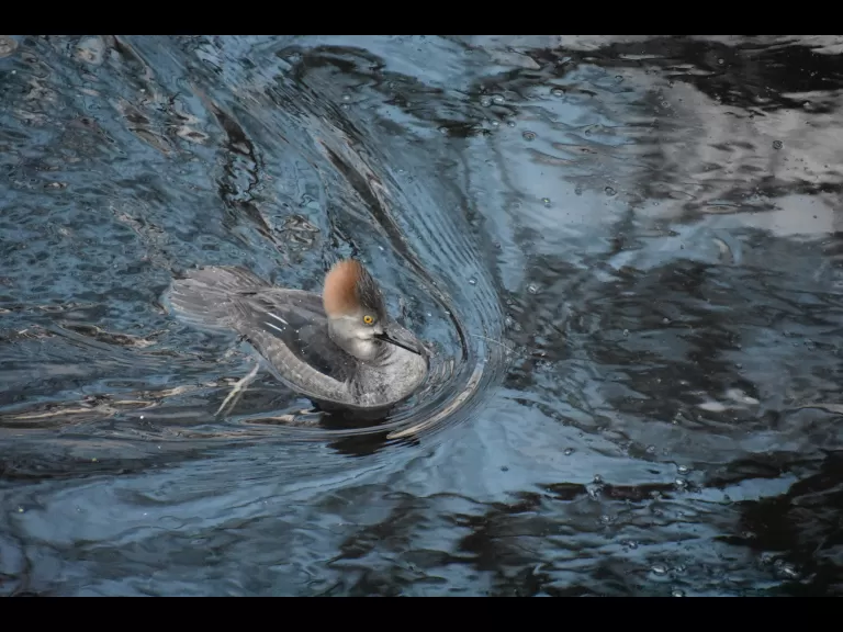 A hooded merganser on the Sudbury River in Framingham, photographed by Brendan Kearney.