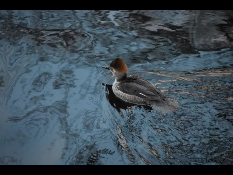 A hooded merganser on the Sudbury River in Framingham, photographed by Brendan Kearney.